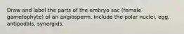 Draw and label the parts of the embryo sac (female gametophyte) of an angiosperm. Include the polar nuclei, egg, antipodals, synergids.