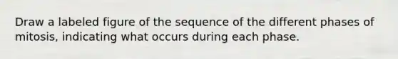 Draw a labeled figure of the sequence of the different phases of mitosis, indicating what occurs during each phase.