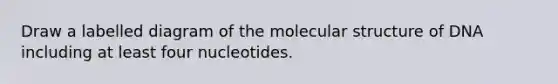 Draw a labelled diagram of the molecular structure of DNA including at least four nucleotides.