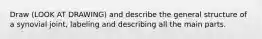 Draw (LOOK AT DRAWING) and describe the general structure of a synovial joint, labeling and describing all the main parts.