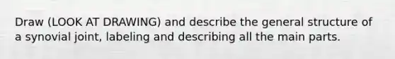 Draw (LOOK AT DRAWING) and describe the general structure of a synovial joint, labeling and describing all the main parts.
