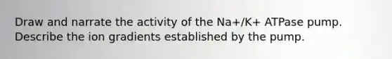 Draw and narrate the activity of the Na+/K+ ATPase pump. Describe the ion gradients established by the pump.