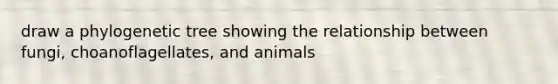 draw a phylogenetic tree showing the relationship between fungi, choanoflagellates, and animals