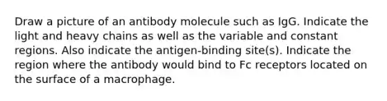 Draw a picture of an antibody molecule such as IgG. Indicate the light and heavy chains as well as the variable and constant regions. Also indicate the antigen-binding site(s). Indicate the region where the antibody would bind to Fc receptors located on the surface of a macrophage.