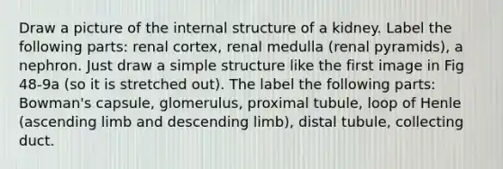 Draw a picture of the internal structure of a kidney. Label the following parts: renal cortex, renal medulla (renal pyramids), a nephron. Just draw a simple structure like the first image in Fig 48-9a (so it is stretched out). The label the following parts: Bowman's capsule, glomerulus, proximal tubule, loop of Henle (ascending limb and descending limb), distal tubule, collecting duct.