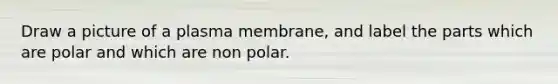 Draw a picture of a plasma membrane, and label the parts which are polar and which are non polar.