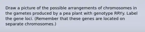 Draw a picture of the possible arrangements of chromosomes in the gametes produced by a pea plant with genotype RRYy. Label the gene loci. (Remember that these genes are located on separate chromosomes.)