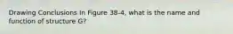 Drawing Conclusions In Figure 38-4, what is the name and function of structure G?