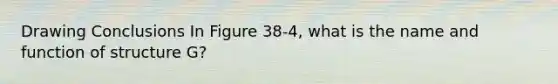 Drawing Conclusions In Figure 38-4, what is the name and function of structure G?