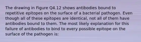 The drawing in Figure Q4.12 shows antibodies bound to repetitive epitopes on the surface of a bacterial pathogen. Even though all of these epitopes are identical, not all of them have antibodies bound to them. The most likely explanation for this failure of antibodies to bind to every possible epitope on the surface of the pathogen is: