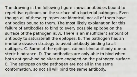 The drawing in the following figure shows antibodies bound to repetitive epitopes on the surface of a bacterial pathogen. Even though all of these epitopes are identical, not all of them have antibodies bound to them. The most likely explanation for this failure of antibodies to bind to every possible epitope on the surface of the pathogen is: A. There is an insufficient amount of antibody to saturate all the epitopes. B. The pathogen has an immune evasion strategy to avoid antibody binding to all epitopes. C. Some of the epitopes cannot bind antibody due to steric hindrance. D. The antibodies are only able to bind when both antigen-binding sites are engaged on the pathogen surface. E. The epitopes on the pathogen are not all in the same conformation, so not all will bind the same antibody.