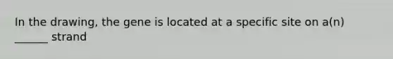 In the drawing, the gene is located at a specific site on a(n) ______ strand