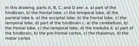 In this drawing, parts A, B, C, and D are: a. a) part of the hindbrain, b) the frontal lobe, c) the temporal lobe, d) the parietal lobe b. a) the occipital lobe, b) the frontal lobe, c) the temporal lobe, d) part of the hindbrain c. a) the cerebellum, b) the frontal lobe, c) the temporal lobe, d) the medulla d. a) part of the hindbrain, b) the pre-frontal cortex, c) the thalamus, d) the motor cortex