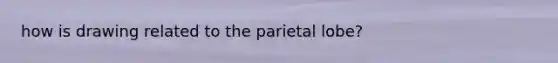 how is drawing related to the parietal lobe?