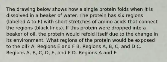 The drawing below shows how a single protein folds when it is dissolved in a beaker of water. The protein has six regions (labeled A to F) with short stretches of <a href='https://www.questionai.com/knowledge/k9gb720LCl-amino-acids' class='anchor-knowledge'>amino acids</a> that connect the regions (black lines). If this protein were dropped into a beaker of oil, the protein would refold itself due to the change in its environment. What regions of the protein would be exposed to the oil? A. Regions E and F B. Regions A, B, C, and D C. Regions A, B, C, D, E, and F D. Regions A and E