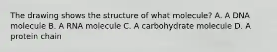 The drawing shows the structure of what molecule? A. A DNA molecule B. A RNA molecule C. A carbohydrate molecule D. A protein chain