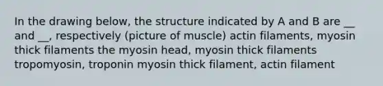 In the drawing below, the structure indicated by A and B are __ and __, respectively (picture of muscle) actin filaments, myosin thick filaments the myosin head, myosin thick filaments tropomyosin, troponin myosin thick filament, actin filament