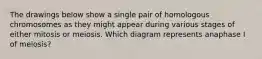 The drawings below show a single pair of homologous chromosomes as they might appear during various stages of either mitosis or meiosis. Which diagram represents anaphase I of meiosis?