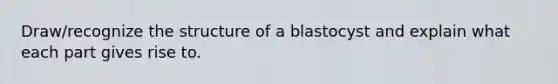 Draw/recognize the structure of a blastocyst and explain what each part gives rise to.