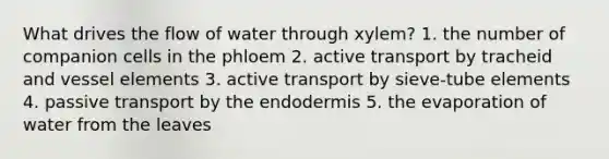 What drives the flow of water through xylem? 1. the number of companion cells in the phloem 2. active transport by tracheid and vessel elements 3. active transport by sieve-tube elements 4. passive transport by the endodermis 5. the evaporation of water from the leaves