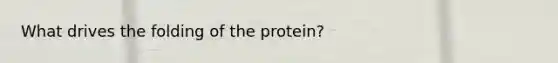 What drives the folding of the protein?