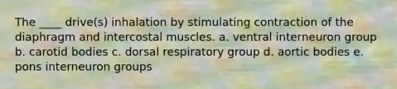 The ____ drive(s) inhalation by stimulating contraction of the diaphragm and intercostal muscles. a. ventral interneuron group b. carotid bodies c. dorsal respiratory group d. aortic bodies e. pons interneuron groups