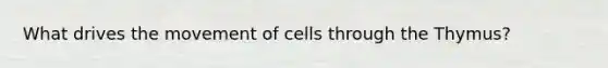 What drives the movement of cells through the Thymus?