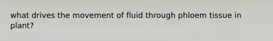 what drives the movement of fluid through phloem tissue in plant?