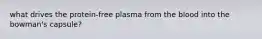 what drives the protein-free plasma from the blood into the bowman's capsule?