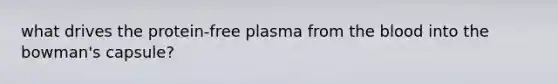 what drives the protein-free plasma from <a href='https://www.questionai.com/knowledge/k7oXMfj7lk-the-blood' class='anchor-knowledge'>the blood</a> into the bowman's capsule?