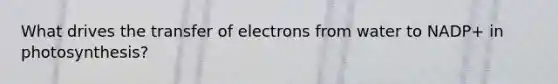 What drives the transfer of electrons from water to NADP+ in photosynthesis?