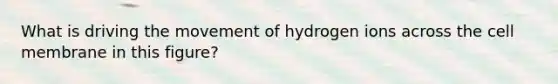 What is driving the movement of hydrogen ions across the cell membrane in this figure?