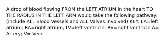 A drop of blood flowing FROM the LEFT ATRIUM in the heart TO THE RADIUS IN THE LEFT ARM would take the following pathway: (Include ALL Blood Vessels and ALL Valves Involved) KEY: LA=left atrium; RA=right atrium; LV=left ventricle; RV=right ventricle A= Artery; V= Vein