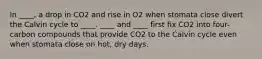 In ____, a drop in CO2 and rise in O2 when stomata close divert the Calvin cycle to ____. ____ and ____ first fix CO2 into four-carbon compounds that provide CO2 to the Calvin cycle even when stomata close on hot, dry days.