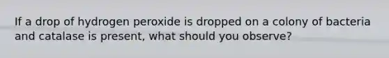 If a drop of hydrogen peroxide is dropped on a colony of bacteria and catalase is present, what should you observe?