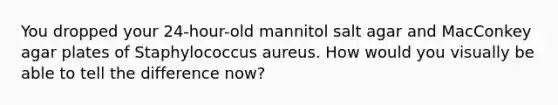 You dropped your 24-hour-old mannitol salt agar and MacConkey agar plates of Staphylococcus aureus. How would you visually be able to tell the difference now?