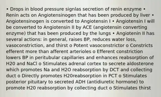 • Drops in <a href='https://www.questionai.com/knowledge/kD0HacyPBr-blood-pressure' class='anchor-knowledge'>blood pressure</a> signlas secretion of renin enzyme • Renin acts on Angiotensinogen that has been produced by liver • Angiotensinogen is converted to Angiotensin I • Angiotensin I will be converted to Angiotensin II by ACE (angiotensin converting enzyme) that has been produced by the lungs • Angiotenin II has several actions: in general, raises BP, reduces water loss, vasoconstriction, and thirst o Potent vasoconstrictor o Constricts efferent <a href='https://www.questionai.com/knowledge/keWHlEPx42-more-than' class='anchor-knowledge'>more than</a> afferent arterioles o Efferent constriction lowers BP in peritubular capillaries and enhances reabsorption of H20 and NaCl o Stimulates adrenal cortex to secrete aldosterone which promotes Na and H2O reabsorption by DCT and collecting duct o Directly promotes H20reabsorption in PCT o Stimulates posterior pituitary to secreted ADH (antidiuretic hormone) to promote H20 reabsorption by collecting duct o Stimulates thirst