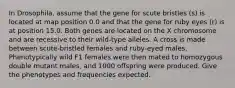 In Drosophila, assume that the gene for scute bristles (s) is located at map position 0.0 and that the gene for ruby eyes (r) is at position 15.0. Both genes are located on the X chromosome and are recessive to their wild-type alleles. A cross is made between scute-bristled females and ruby-eyed males. Phenotypically wild F1 females were then mated to homozygous double mutant males, and 1000 offspring were produced. Give the phenotypes and frequencies expected.