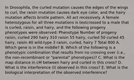 In Drosophila, the curled mutation causes the edges of the wings to curl, the raisin mutation causes dark eye color, and the hairy mutation affects bristle pattern. All act recessively. A female heterozygous for all three mutations is testcrossed to a male that is curled, raisin, and hairy, and the following progeny phenotypes were observed: Phenotype Number of progeny raisin, curled 290 hairy 310 raisin 55 hairy, curled 50 curled 45 hairy, raisin 40 wild-type 3 raisin, curled, hairy 7 Total 800 A. Which gene is in the middle? B. Which of the following is a phenotypic combination that results from no crossing over (i.e., the non-recombinant or "parental" phenotypes)? C. What is the map distance in cM between hairy and curled in this cross? D. What is the interference (I) observed in this cross? E. What is the biological interpretation of the observed interference?