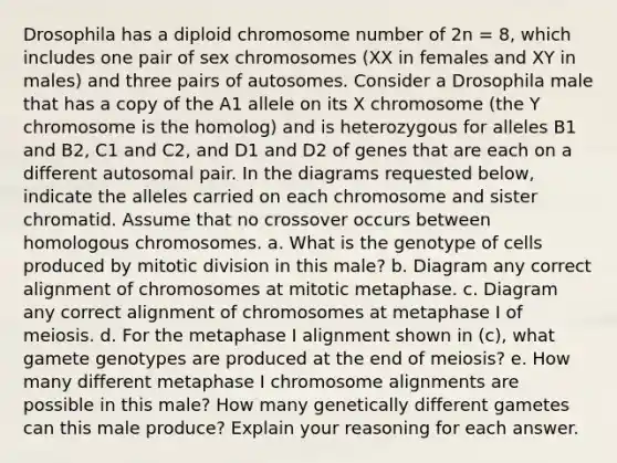 Drosophila has a diploid chromosome number of 2n = 8, which includes one pair of sex chromosomes (XX in females and XY in males) and three pairs of autosomes. Consider a Drosophila male that has a copy of the A1 allele on its X chromosome (the Y chromosome is the homolog) and is heterozygous for alleles B1 and B2, C1 and C2, and D1 and D2 of genes that are each on a different autosomal pair. In the diagrams requested below, indicate <a href='https://www.questionai.com/knowledge/kAL0udV9XV-the-all' class='anchor-knowledge'>the all</a>eles carried on each chromosome and sister chromatid. Assume that no crossover occurs between homologous chromosomes. a. What is the genotype of cells produced by mitotic division in this male? b. Diagram any correct alignment of chromosomes at mitotic metaphase. c. Diagram any correct alignment of chromosomes at metaphase I of meiosis. d. For the metaphase I alignment shown in (c), what gamete genotypes are produced at the end of meiosis? e. How many different metaphase I chromosome alignments are possible in this male? How many genetically different gametes can this male produce? Explain your reasoning for each answer.