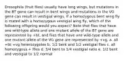 Drosophila (fruit flies) usually have long wings, but mutations in the BT gene can result in bent wings and mutations in the VG gene can result in vestigial wings. If a homozygous bent wing fly is mated with a homozygous vestigial wing fly, which of the following offspring would you expect? Note that flies that have one wild-type allele and one mutant allele of the BT gene are represented by +bt, and flies that have one wild-type allele and one mutant allele of the VG gene are represented by +vg. a. all +bt +vg heterozygotes b. 1/2 bent and 1/2 vestigial flies c. all homozygous + flies d. 3/4 bent to 1/4 vestigial ratio e. 1/2 bent and vestigial to 1/2 normal