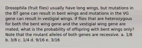 Drosophila (fruit flies) usually have long wings, but mutations in the BT gene can result in bent wings and mutations in the VG gene can result in vestigial wings. If flies that are heterozygous for both the bent wing gene and the vestigial wing gene are mated, what is the probability of offspring with bent wings only? Note that the mutant alleles of both genes are recessive. a. 1/8 b. 3/8 c. 1/4 d. 9/16 e. 3/16