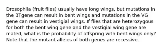 Drosophila (fruit flies) usually have long wings, but mutations in the BTgene can result in bent wings and mutations in the VG gene can result in vestigial wings. If flies that are heterozygous for both the bent wing gene and the vestigial wing gene are mated, what is the probability of offspring with bent wings only? Note that the mutant alleles of both genes are recessive.