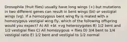 Drosophila (fruit flies) usually have long wings (+) but mutations in two different genes can result in bent wings (bt) or vestigial wings (vg). If a homozygous bent wing fly is mated with a homozygous vestigial wing fly, which of the following offspring would you expect? A) All +bt +vg heterozygotes B) 1/2 bent and 1/2 vestigial flies C) All homozygous + flies D) 3/4 bent to 1/4 vestigial ratio E) 1/2 bent and vestigial to 1/2 normal