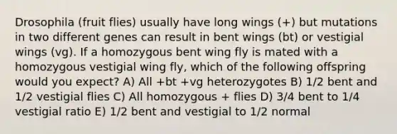 Drosophila (fruit flies) usually have long wings (+) but mutations in two different genes can result in bent wings (bt) or vestigial wings (vg). If a homozygous bent wing fly is mated with a homozygous vestigial wing fly, which of the following offspring would you expect? A) All +bt +vg heterozygotes B) 1/2 bent and 1/2 vestigial flies C) All homozygous + flies D) 3/4 bent to 1/4 vestigial ratio E) 1/2 bent and vestigial to 1/2 normal