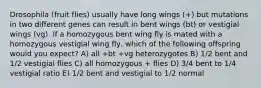 Drosophila (fruit flies) usually have long wings (+) but mutations in two different genes can result in bent wings (bt) or vestigial wings (vg). If a homozygous bent wing fly is mated with a homozygous vestigial wing fly, which of the following offspring would you expect? A) all +bt +vg heterozygotes B) 1/2 bent and 1/2 vestigial flies C) all homozygous + flies D) 3/4 bent to 1/4 vestigial ratio E) 1/2 bent and vestigial to 1/2 normal