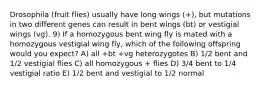 Drosophila (fruit flies) usually have long wings (+), but mutations in two different genes can result in bent wings (bt) or vestigial wings (vg). 9) If a homozygous bent wing fly is mated with a homozygous vestigial wing fly, which of the following offspring would you expect? A) all +bt +vg heterozygotes B) 1/2 bent and 1/2 vestigial flies C) all homozygous + flies D) 3/4 bent to 1/4 vestigial ratio E) 1/2 bent and vestigial to 1/2 normal