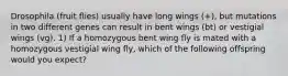 Drosophila (fruit flies) usually have long wings (+), but mutations in two different genes can result in bent wings (bt) or vestigial wings (vg). 1) If a homozygous bent wing fly is mated with a homozygous vestigial wing fly, which of the following offspring would you expect?