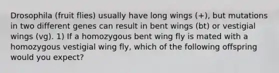 Drosophila (fruit flies) usually have long wings (+), but mutations in two different genes can result in bent wings (bt) or vestigial wings (vg). 1) If a homozygous bent wing fly is mated with a homozygous vestigial wing fly, which of the following offspring would you expect?