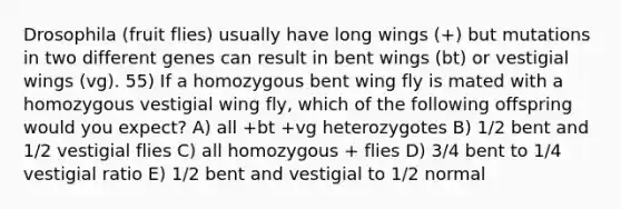 Drosophila (fruit flies) usually have long wings (+) but mutations in two different genes can result in bent wings (bt) or vestigial wings (vg). 55) If a homozygous bent wing fly is mated with a homozygous vestigial wing fly, which of the following offspring would you expect? A) all +bt +vg heterozygotes B) 1/2 bent and 1/2 vestigial flies C) all homozygous + flies D) 3/4 bent to 1/4 vestigial ratio E) 1/2 bent and vestigial to 1/2 normal